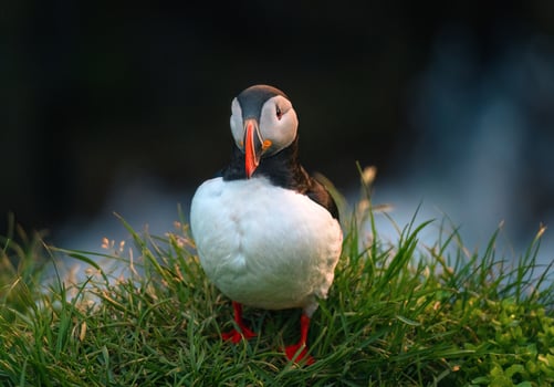 Atlantic Puffin Bird or Fratercula Arctica at the cliff with wild flower in north atlantic ocean on summer photo