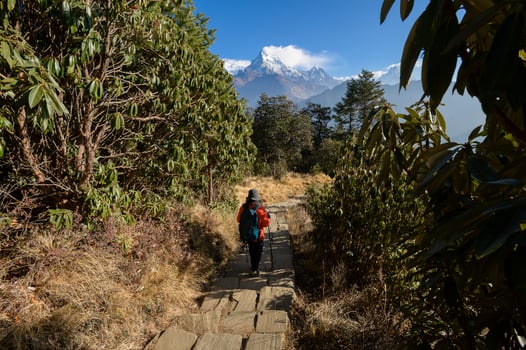 A young traveller trekking on forest trail , Nepal photo