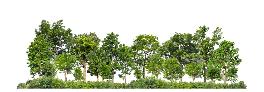 Green Trees isolated on white background. are Forest and foliage in summer for both printing and web pages with cut path and alpha channel photo