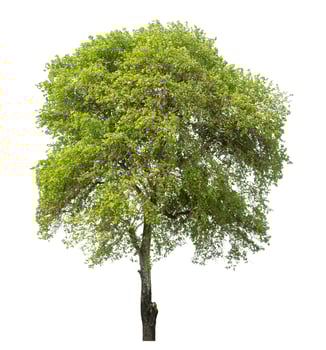 Green tree isolated on white background. photo