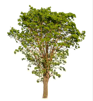 Green tree isolated on white background. photo