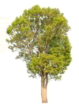 tree isolated on white background. photo