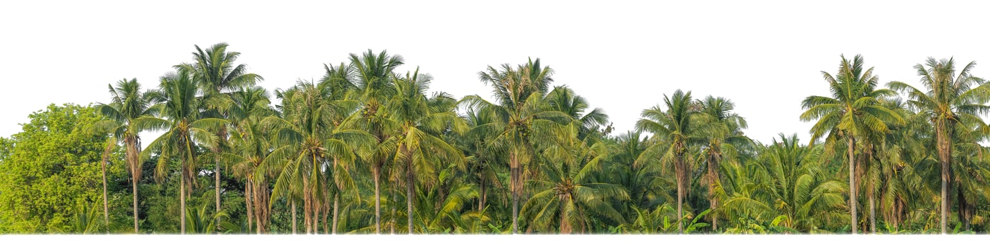 Palm trees in summer on white background with clipping path and alpha channel. photo