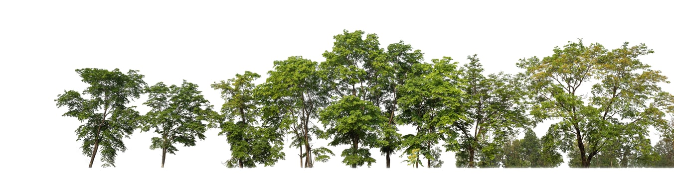 Green trees isolated on white background.are Forest and foliage in summer for both printing and web pageswith cut path and alpha channel photo