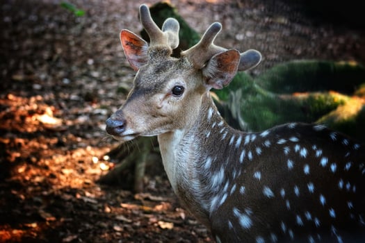 Rusa Totol with the scientific name Axis axis at Zoo in Raguna. Other names are Spotted deer, Chital deer, or Axis deer, is a species of deer native to the Indian subcontinent. Very beautiful. photo