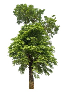 Green tree isolated on white background. photo