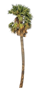 Isolated sugar palm on white background. photo