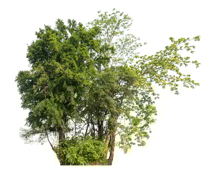Green tree isolated on white background. photo