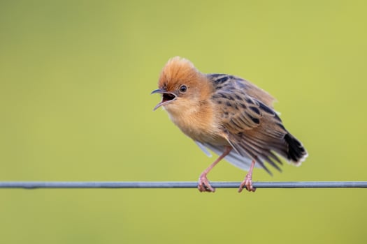 Golden-headed Cisticola in Australia photo