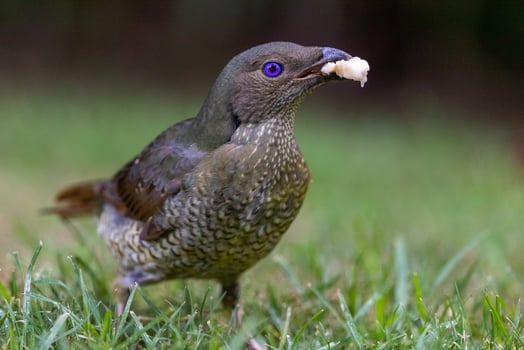Satin Bowerbird in Australia photo