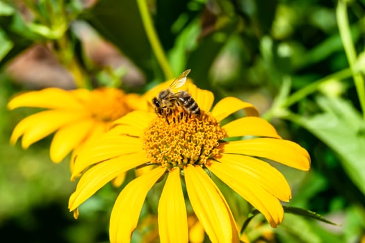 Beautiful wild flower winged bee on background foliage meadow photo