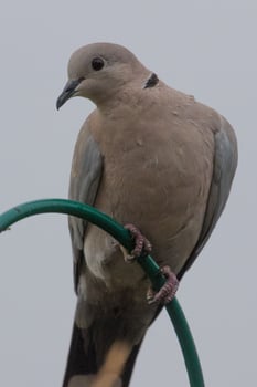 African Collared Dove photo