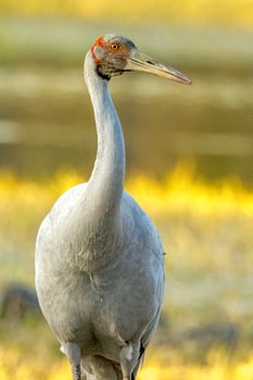Brolga Crane in Australia photo