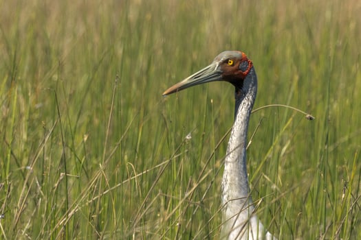 Brolga Crane in Australia photo