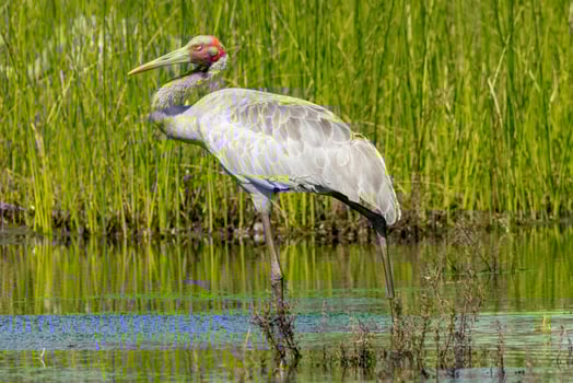 Brolga Crane in Australia photo