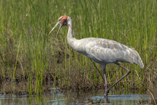 Brolga Crane in Australia photo