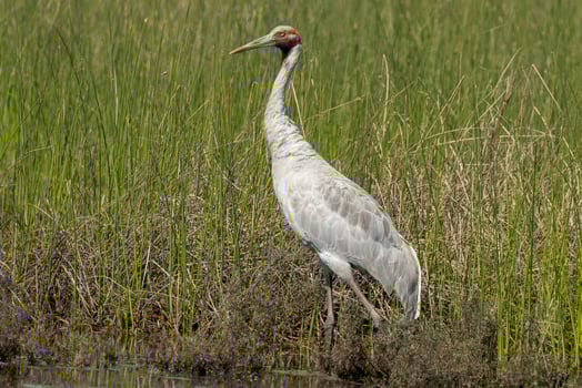 Brolga Crane in Australia photo
