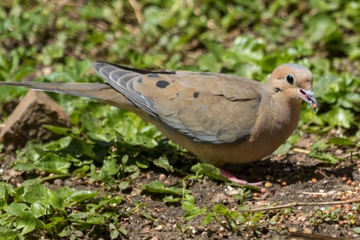 Mourning Dove in USA photo