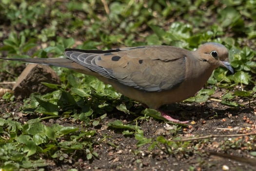 Mourning Dove in USA photo