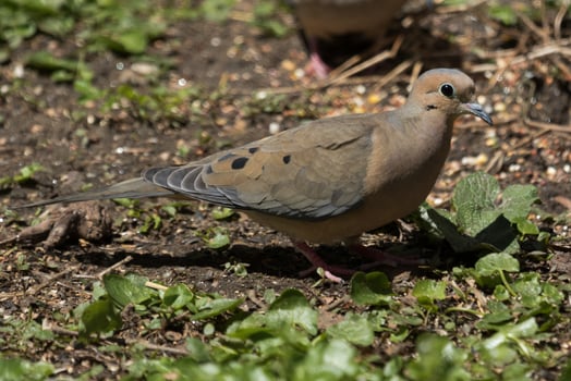 Mourning Dove in USA photo