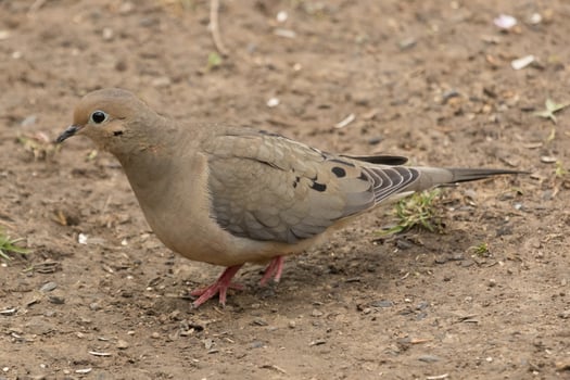 Mourning Dove in USA photo