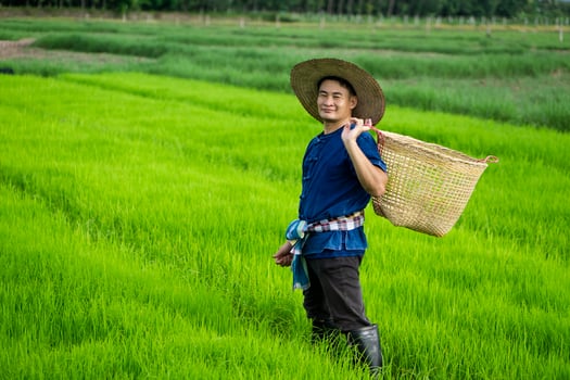 Asian farmer is  at paddy field, holds basket to get rid of grass or weeds in rice field by hands. Concept , Agricultural occupation. Organic farming. No chemical using. Use natural ways. Thai farmer. photo