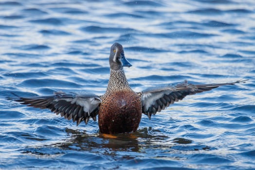 Australasian Shoveler Duck photo