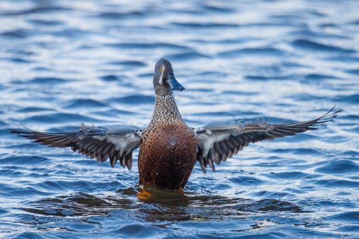 Australasian Shoveler Duck photo