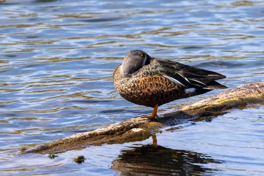 Australasian Shoveler Duck photo