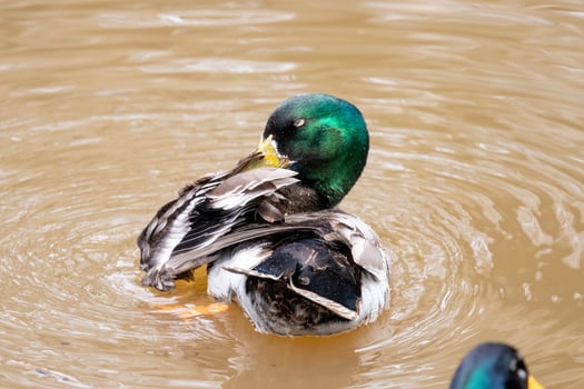 Common Mallard Duck photo