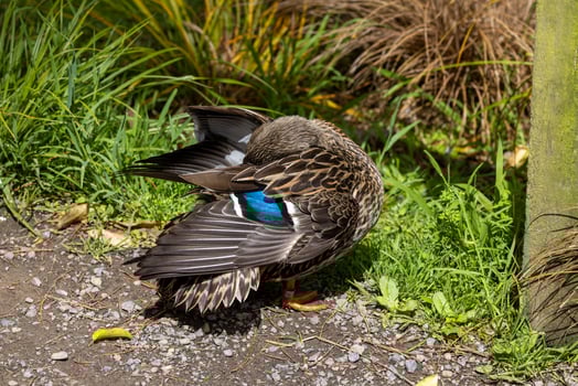 Common Mallard Duck photo