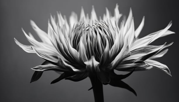 Bright yellow gerbera daisy, single flower, black background, close up generated by AI photo