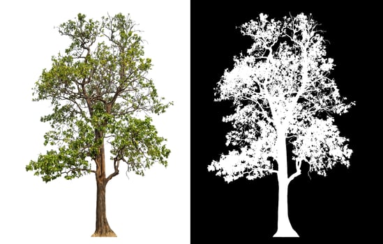 Isolated single green tree with clipping path and alpha channel on black background. photo