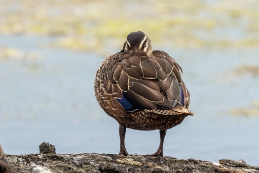 Pacific Black Duck photo