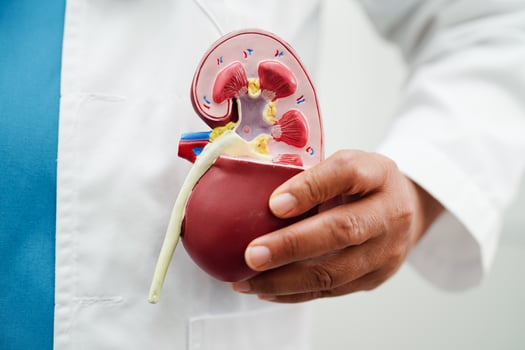 Chronic kidney disease, doctor holding model for treatment urinary system, urology, Estimated glomerular filtration rate eGFR. photo