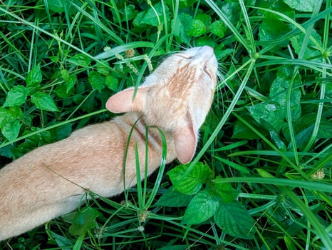 A cat who was in a bush with lots of weeds to eat grass photo