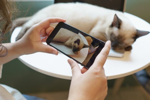 Cat lover female hands taking photo her lovely cat at home friendship Animal lover  lifestyle concept.