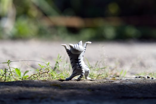 cat toy photo in outdoor photo with blurred background
