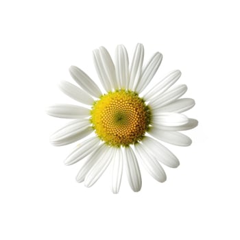 Chamomile flower isolated. Illustration photo