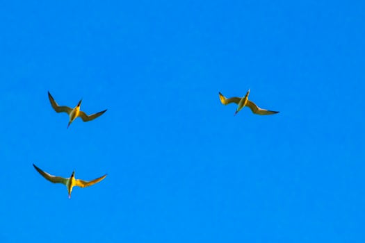 Flying seagulsl birds with blue sky background clouds in Mexico. photo
