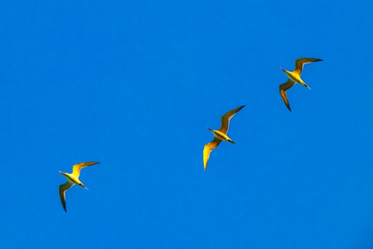 Flying seagulsl birds with blue sky background clouds in Mexico. photo