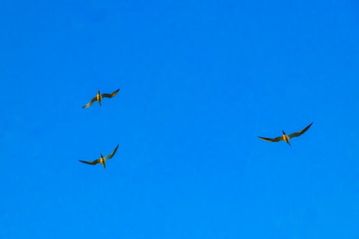 Flying seagulsl birds with blue sky background clouds in Mexico. photo