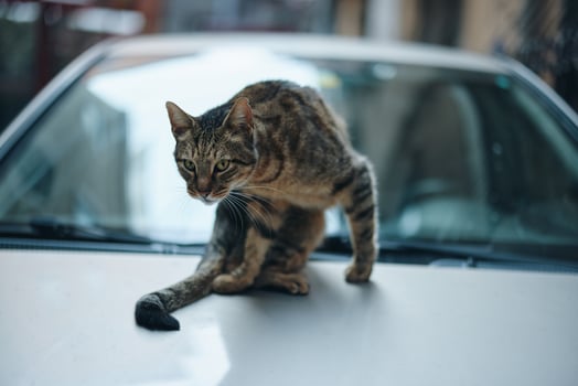 street cat sits on a car on the street and licks wool, animal shelter photo