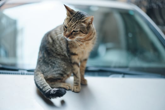 street cat sits on a car on the street and licks wool, animal shelter photo