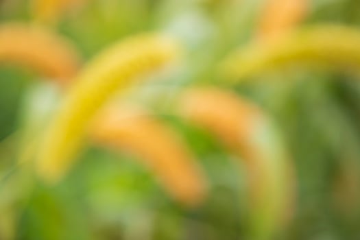 Bokeh Green and Yellow Abstract Background texture photo