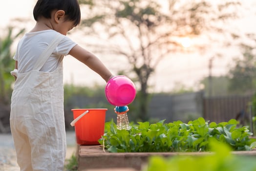 Organic farming at home, organic vegetable farm. Children watering organic vegetables . Non toxic vegetable grow naturally. greenhouse garden, Ecological Biological, Healthy, Vegetarian, ecology photo