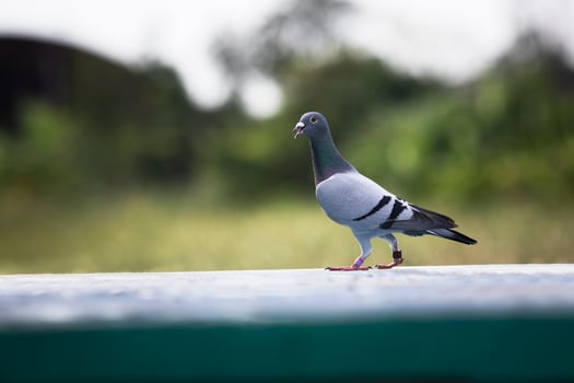 portrait full body of homing pigeon standing on home loft trap photo