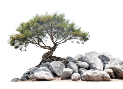 Tree and Rocks Isolated. Illustration photo