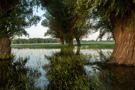 Landscape of a flooded meadow with trees in the foreground. Trees in the water following the flood as a result of global warming. photo
