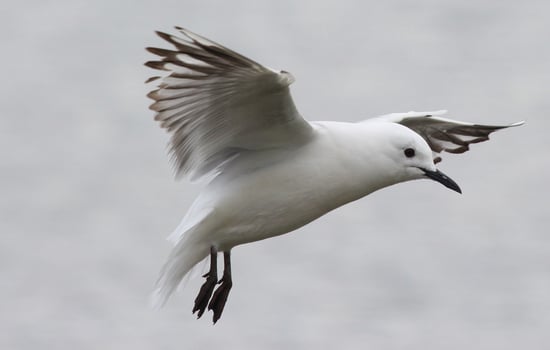 Black-billed Gull Endemic to New Zealand photo